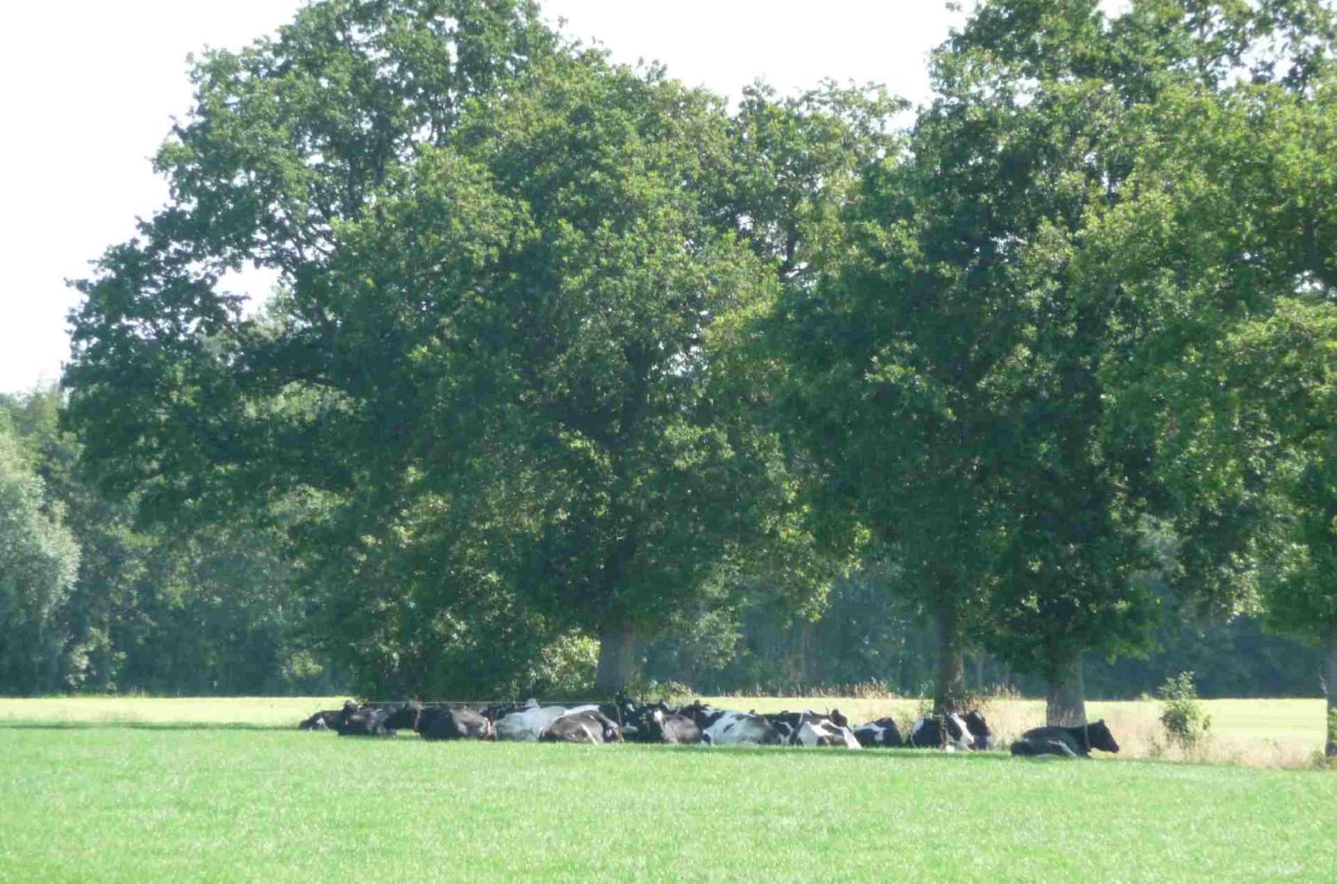 Hofstay195 Achterveld 외부 사진